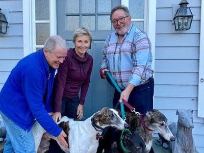 Fostering Greyhounds